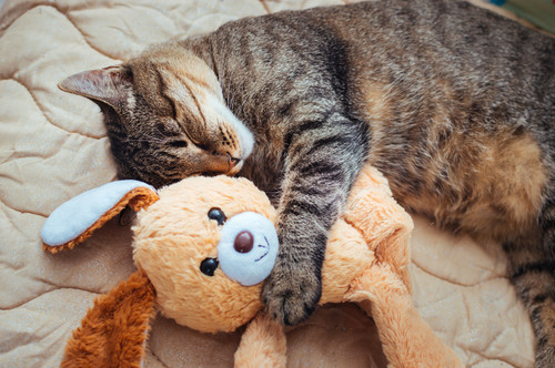 cat01.jpg