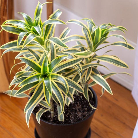 yes annual no special song of in.jpg