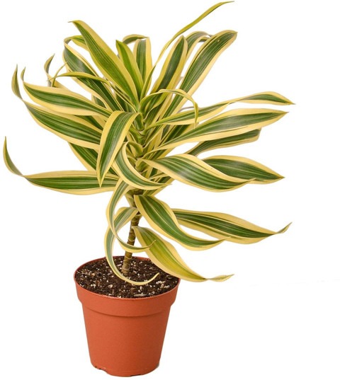 no perennial yes live air purify.jpg