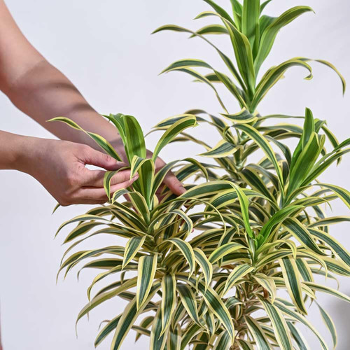 61npxFDh6kL. SL1000 .jpg