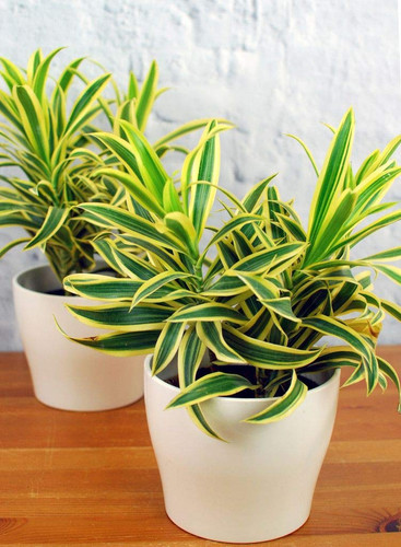 61H46bMnceL. SL1024 .jpg