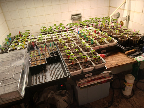 SEEDLINGS 3.7.2026.jpg