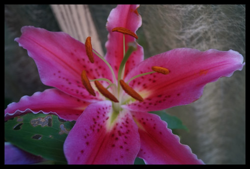 Çiçek Fotoğrafları V22032020052506 N659.jpg