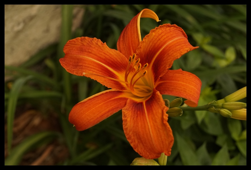 [Image: qTLGLhP.jpg]