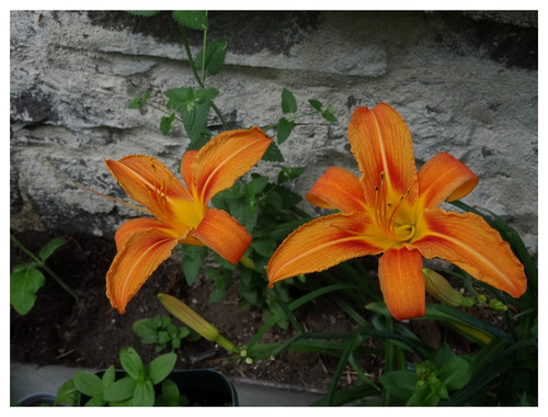 Çiçek Fotoğrafları V22032020052448 N716.jpg