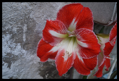 Çiçek Fotoğrafları V22032020052540 N1215.jpg