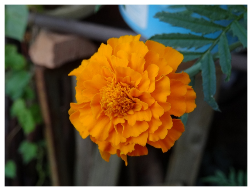 [Image: qTLM2jI.jpg]