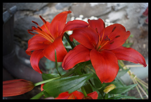 Çiçek Fotoğrafları V22032020053318 N1318.jpg