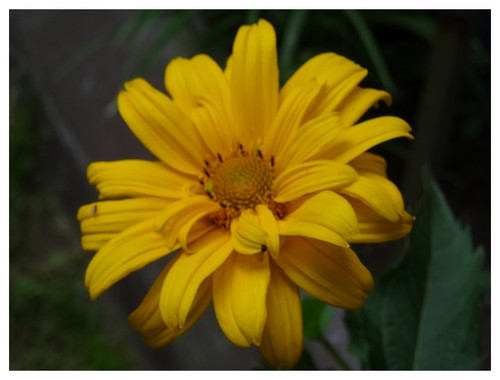 Çiçek Fotoğrafları V22032020053226 N748.jpg