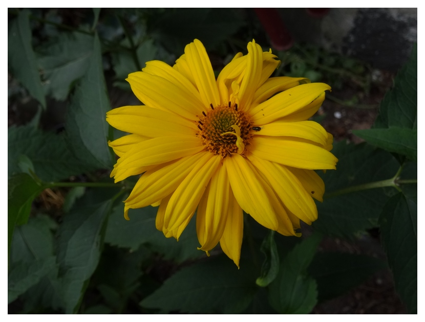 [Image: qTLMdTN.jpg]