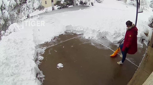 Clip Tiger 00 00 05.jpg