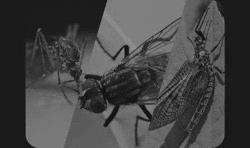 image download (7).webp