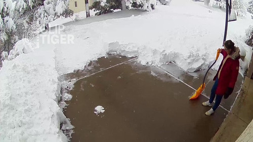 Clip Tiger 00 00 02.jpg