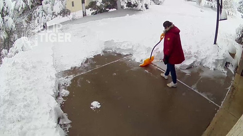 Clip Tiger 00 00 08.jpg