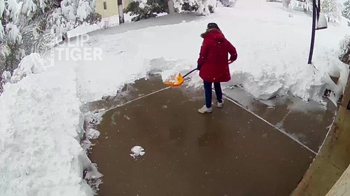 Clip Tiger 00 00 14.jpg