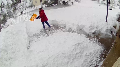 Clip Tiger 00 00 20.jpg