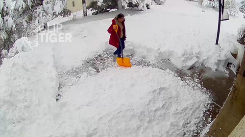 Clip Tiger 00 00 24.jpg