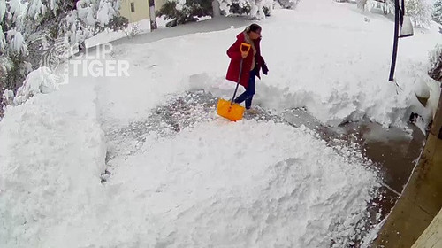 Clip Tiger 00 00 25.jpg