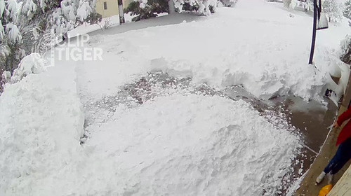 Clip Tiger 00 00 31.jpg