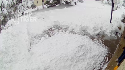 Clip Tiger 00 00 35.jpg