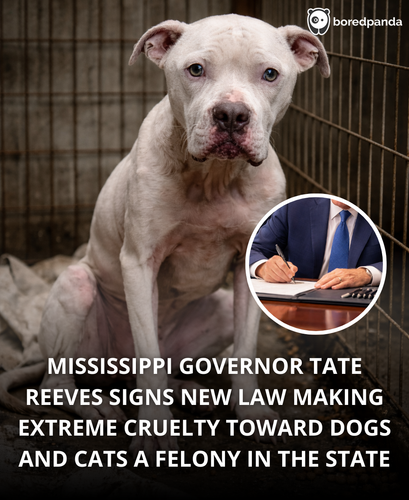 123. Mississippi classifies animal cruelty as a felony.png