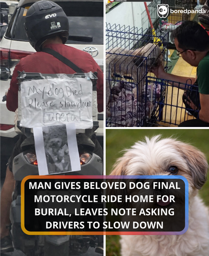 167. my dog died, please slow down.png