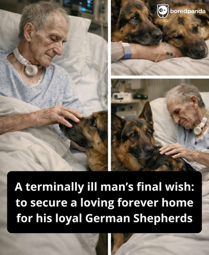 A terminally ill man’s final wish to secure a loving forever home for his loyal German Shepherds.jpg