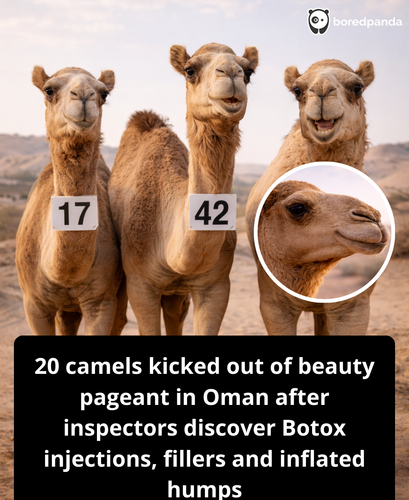169. camels disqualified from beauty competition.png