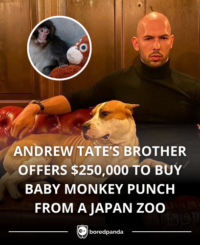 andrew tates brother offers to buy Punch.png
