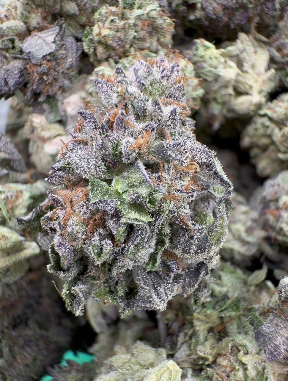 Bubble Bath - LIGHT DEP TIER