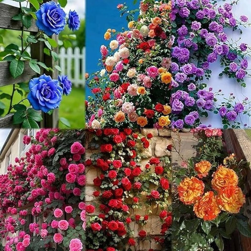 61CoLwvxcBL. AC UF1000,1000 QL80.jpg