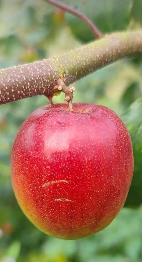 51ANIhdZC7L. SY879 .jpg