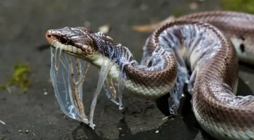 89db94c8 e1ef 4925 8394 53e02dc6addc.webp