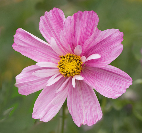 GJ7XY6 Cosmos bipinnatus Rosetta flowers..jpg
