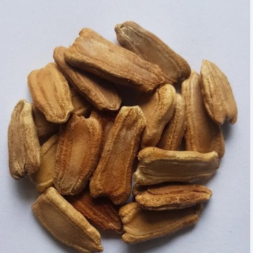bottle gourd seeds.jpg