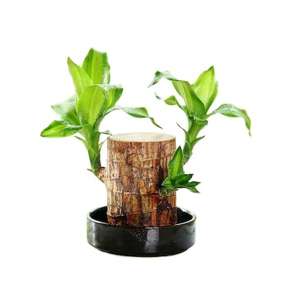 fobhiya lucky brazil wood plant.jpg