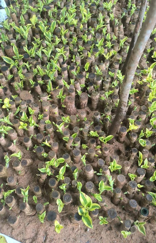 71akVmlhNpL. SL1280 .jpg