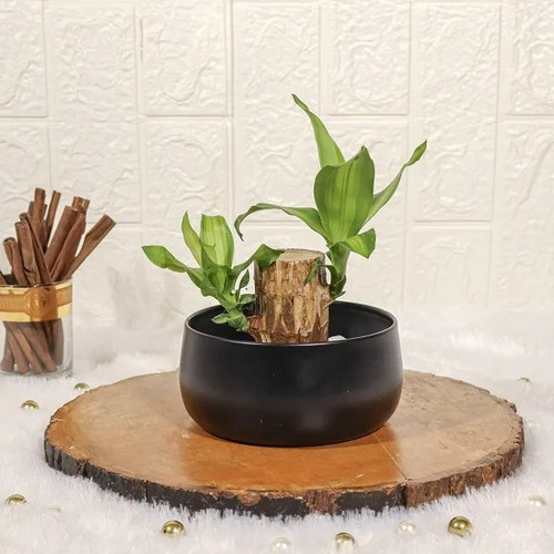 brazilian lucky wood plant in bl.jpg