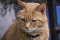 120px A sassy cat.jpg