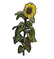 sunfl.png