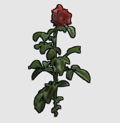 rose.png
