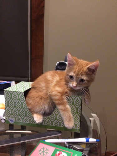 647564529 1928705844700409 3170318858734654988 n.jpg