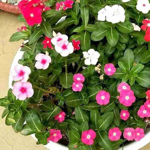 6 bdsvinca seeds multicolour bds.jpg