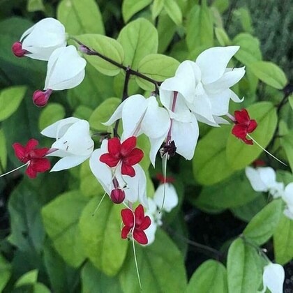 paryavaraanh bleeding heart vine.jpg
