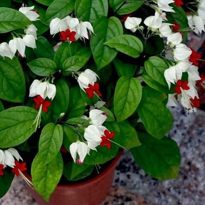 paryavaraanh bleeding heart vine (1).jpg