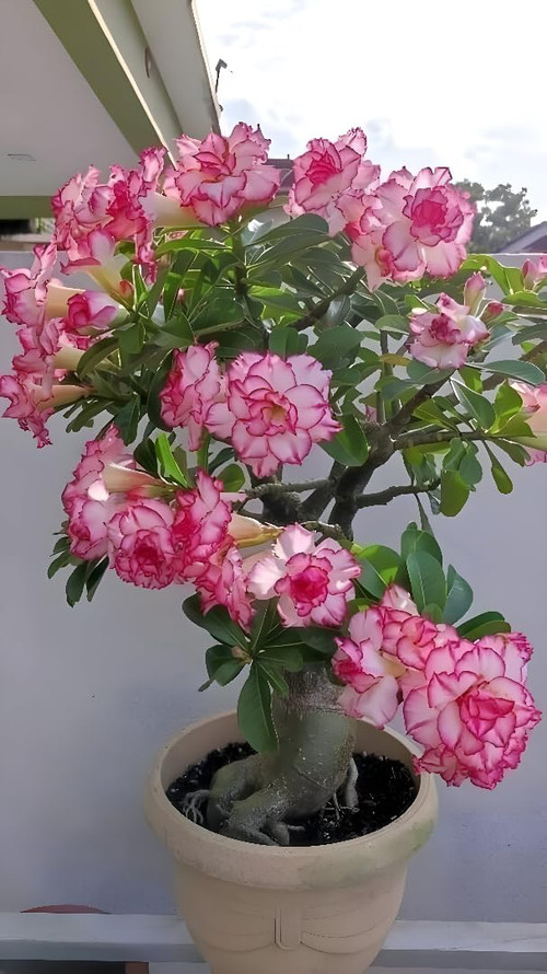 61R9Devr0FL. SL1080 .jpg