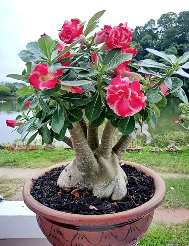 71wQgmbCwVL. SL1080 .jpg