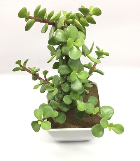 good luck jade plant 01 01 click.jpg