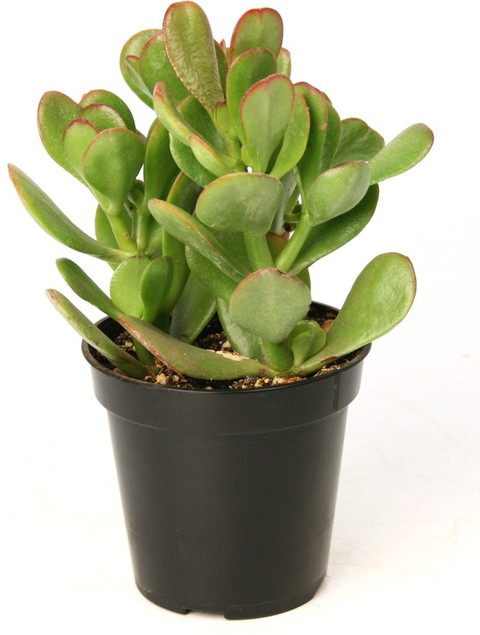 crassula ovata jade live plant 1.jpg