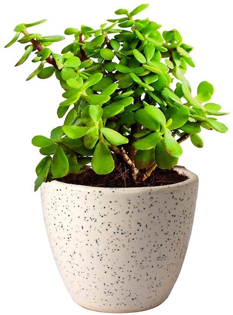 live jade crassula ovata plant d.jpg